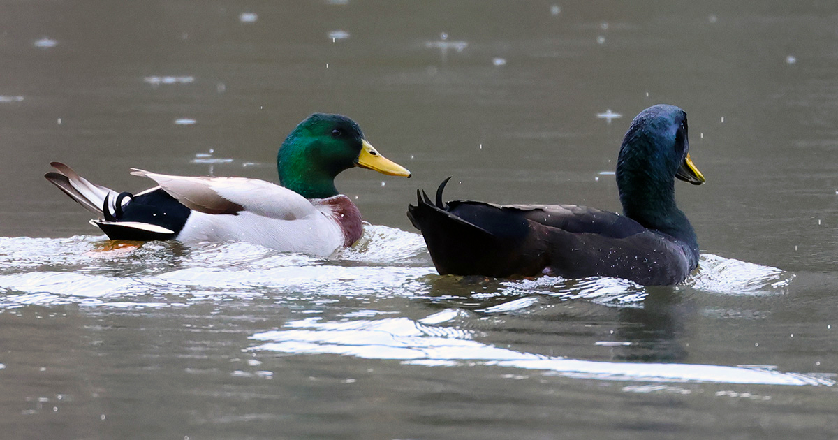 Two Mallards Again.jpg